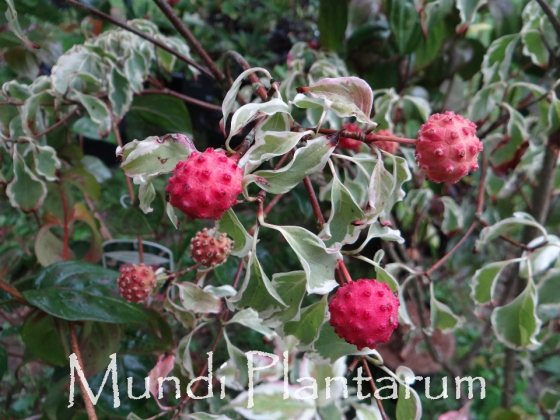 Cornus kousa 'Akatsuki' | Mundi Plantarum